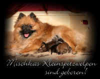Kleinspitzwelpen.JPG (88038 Byte)