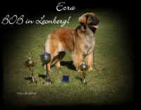 Ezra-BOB-Leonberg.JPG (115418 Byte)