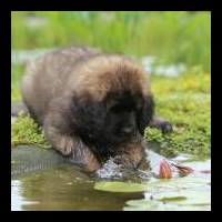 whrend Jackson die Seerosen entdeckt hat - die schwimmen wenigstens nicht weg!