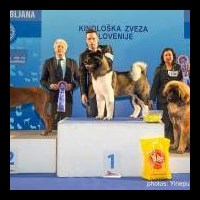 Int. Hundeausstellung in Liubljana 17.01.2015, Jango wird Jngstensieger und klassiert sich bei Best in Show aller Jngstensieger auf dem 3. Platz :-)