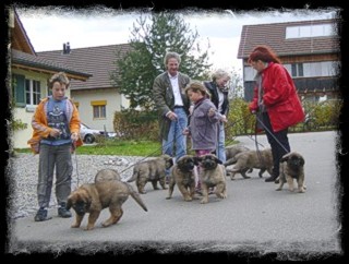 Ab der 8. Woche erkundeten wir tglich die Umgebung und lernten an der Leine zu laufen