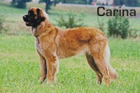 Zu Carinas Seite